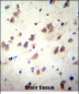 GRIN3B Antibody (C-term)